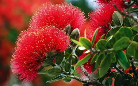 Pohutakawa Trees