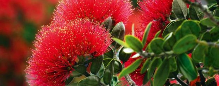 Pohutakawa Trees