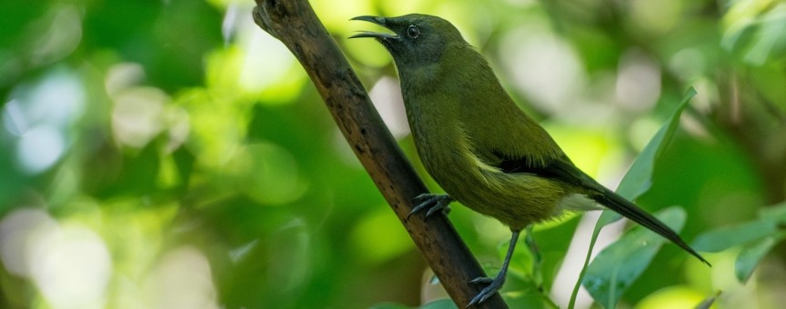 Tiritiri Bell Bird by Simon Beaton Learning Journeys