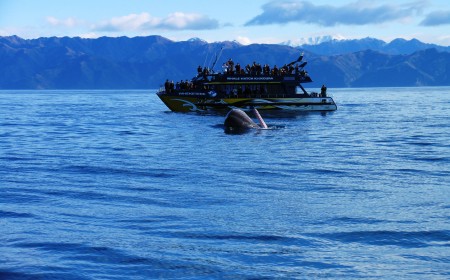 Kaikoura Whale Watch