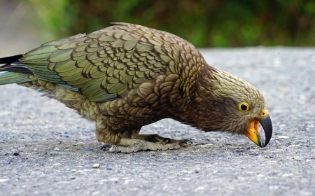 New Zealand kea photo credit Creative Commons