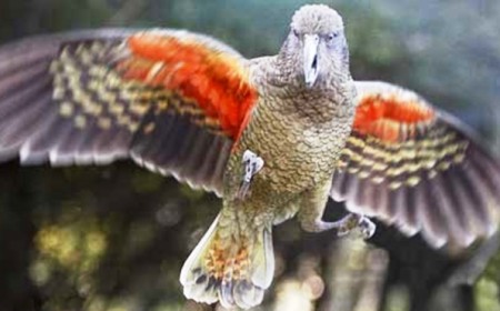 Willowbank kea