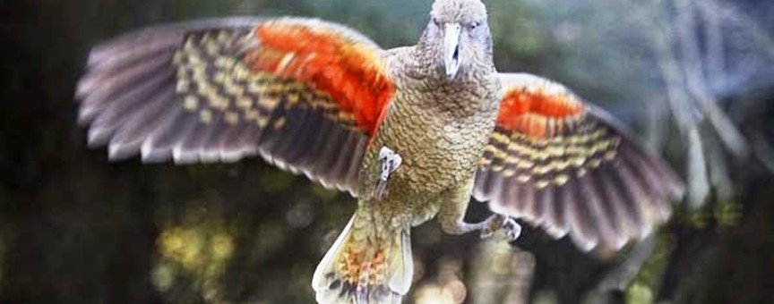 Willowbank kea