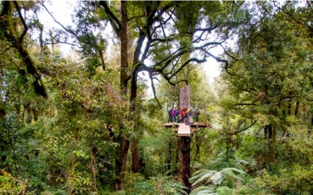 Rotorua Canopy Tours