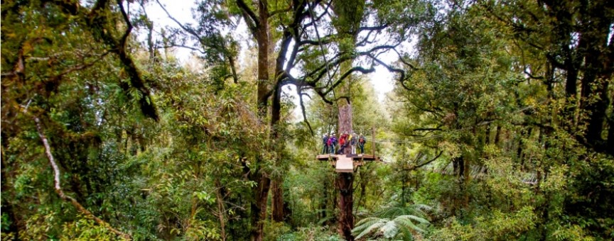 Rotorua Canopy Tours