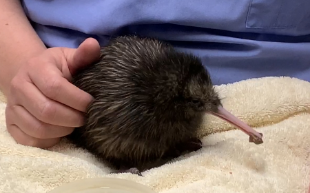 Kiwi hatched