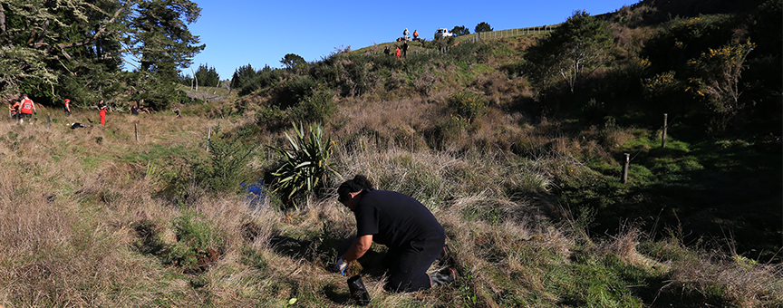 THL team planting natives