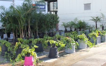 Supplier plants