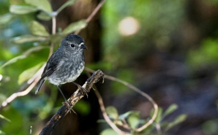 North Island Robin Tiritiri by Simon Beaton Learning Journeys